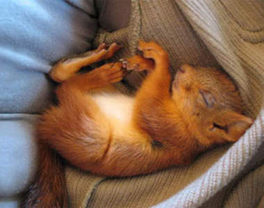 《被撿到的小松鼠》簡直像養了一隻活娃娃