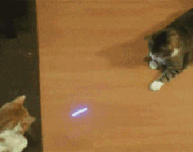 一起來用《雷射筆玩毛小孩》屢試不爽一定上當ww