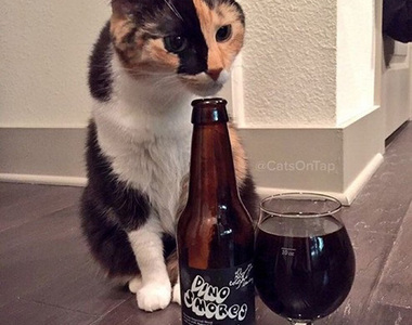 《貓咪與酒》跨年喝個不醉不歸~