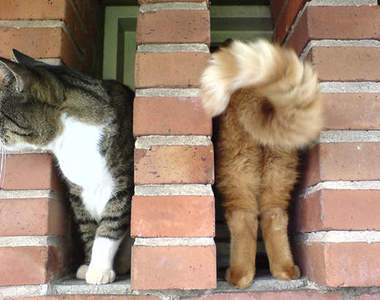 《貓咪的奇蹟瞬間》只能說一切都太巧了www