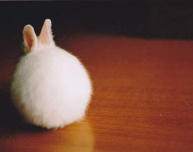 妄想《兔屁屁蜜粉刷》如果真的有應該也很受歡迎吧