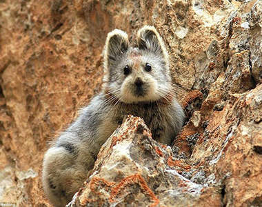 《伊犁鼠兔》到底是鼠鼠還是兔兔～讓人傻傻分不清楚的瀕危萌物