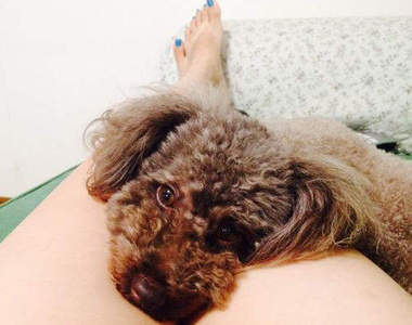 完全再現《大腿縫寵物床》有如躺在雙腿間的觸感但是狗狗專用ww