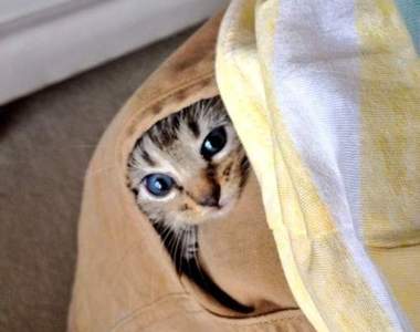 《寵物躲貓貓》你看不見我你看不見我（念力）