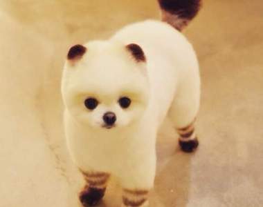 《偽裝成神秘生物的小狗》有沒有偽裝都無限萌♥