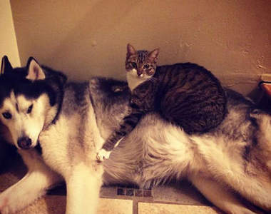 《把狗狗當成床的貓貓》還是天然的體溫最舒服了咩（躺）