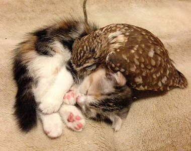 《小貓與貓頭鷹》這是萌物發現同類的意思嗎?(//´/◒/`//)