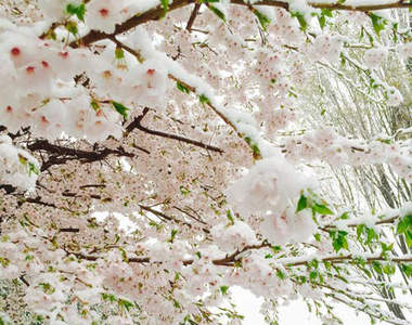 日本超夢幻《雪櫻》難得的4月雪好冷但也好美啊~(。☬0☬。)