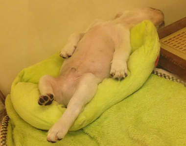 《寵物店之爆笑場面集》大家都在比誰搶戲就對惹wwww