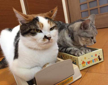 《貓抓板》的正確用法?有那種東西喵?(不屑)