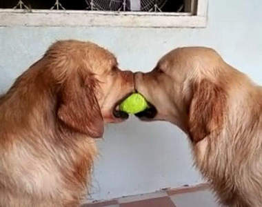 《黃金獵犬拔河遊戲》第三隻狗狗的天才反應是?!