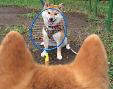 《柴犬的後腦勺》看了好想摸一把 這也是超級大萌點啊
