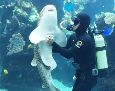 《豹紋鯊魚討摸摸》這麼可愛但科學家卻很有意見