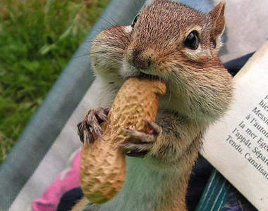 科學教室《可以長時間不進食的動物》10年都免呷飯的究竟是?