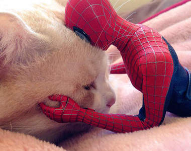 《蜘蛛人與毛小孩的日常》完全被貓貓狗狗打敗的另類英雄物語ww