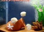 《日本水族館伴手禮》可愛水母蒟蒻吃起來超Q彈 《日本水族館伴手禮》可愛水母蒟蒻吃起來超Q彈