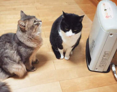 《暖爐貓》冷冷的天在暖爐旁邊烤真的是太舒服啦(灬ºωº灬)