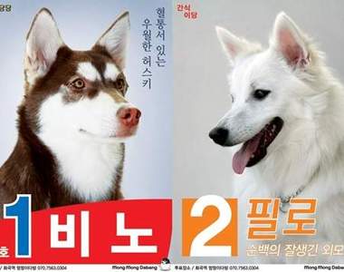 《狗狗選舉賽》想把神聖的一票投給誰呢～