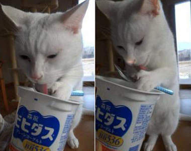 《優酪乳行為大調查》日本人愛喝優格的習慣有哪些呢？