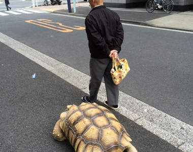 《真實版龜仙人》帶著烏龜散步的阿北　啊不就要走超慢的wwww