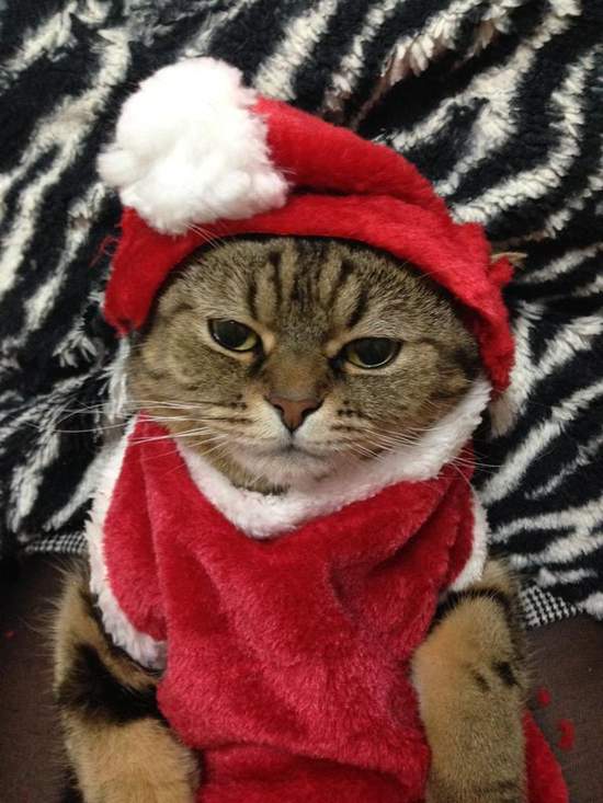 臉超臭《聖誕貓》聖誕節不就是貓奴們自我滿足的變裝季嗎？（白眼） - 圖片2