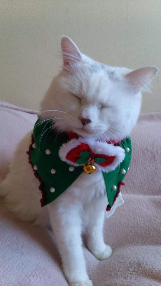 臉超臭《聖誕貓》聖誕節不就是貓奴們自我滿足的變裝季嗎？（白眼） - 圖片6