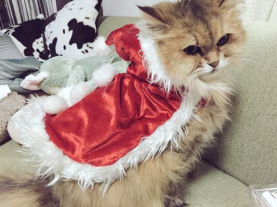 臉超臭《聖誕貓》聖誕節不就是貓奴們自我滿足的變裝季嗎？（白眼） - 圖片3