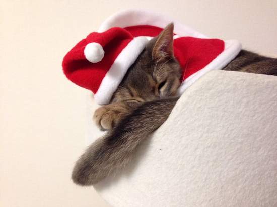 臉超臭《聖誕貓》聖誕節不就是貓奴們自我滿足的變裝季嗎？（白眼） - 圖片14
