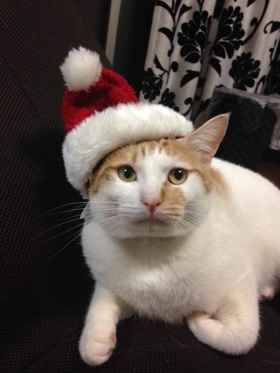臉超臭《聖誕貓》聖誕節不就是貓奴們自我滿足的變裝季嗎？（白眼） - 圖片15