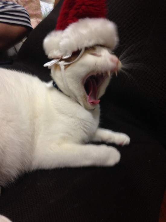臉超臭《聖誕貓》聖誕節不就是貓奴們自我滿足的變裝季嗎？（白眼） - 圖片16