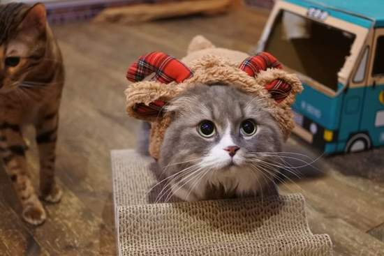 臉超臭《聖誕貓》聖誕節不就是貓奴們自我滿足的變裝季嗎？（白眼） - 圖片11
