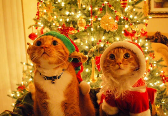 臉超臭《聖誕貓》聖誕節不就是貓奴們自我滿足的變裝季嗎？（白眼） - 圖片13