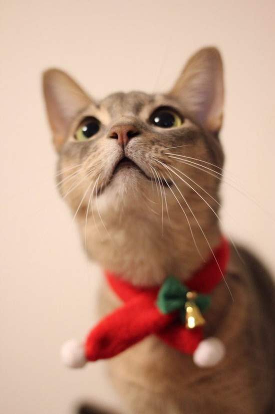臉超臭《聖誕貓》聖誕節不就是貓奴們自我滿足的變裝季嗎？（白眼） - 圖片18
