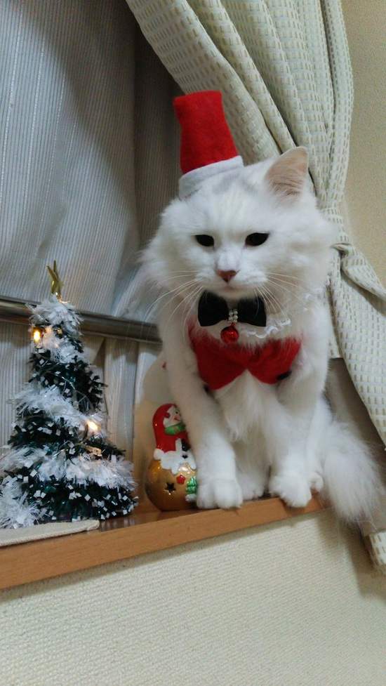 臉超臭《聖誕貓》聖誕節不就是貓奴們自我滿足的變裝季嗎？（白眼） - 圖片5
