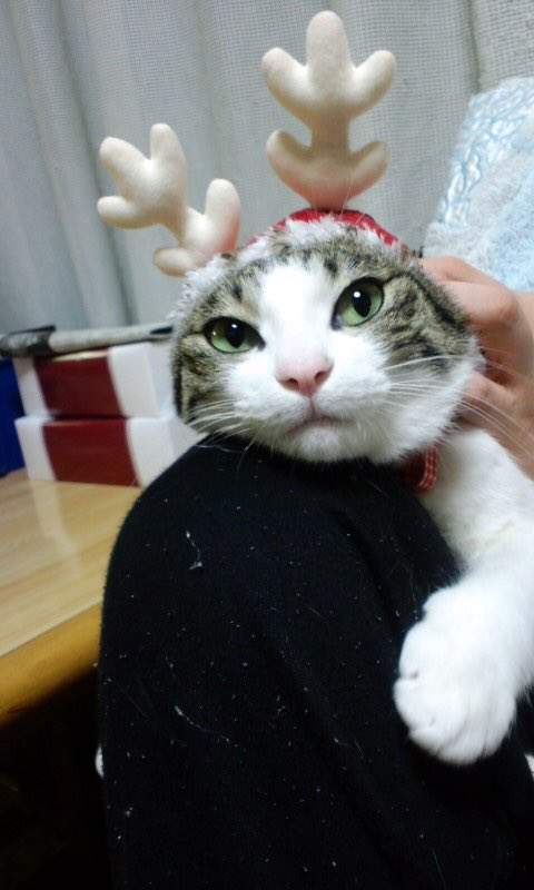 臉超臭《聖誕貓》聖誕節不就是貓奴們自我滿足的變裝季嗎？（白眼） - 圖片8