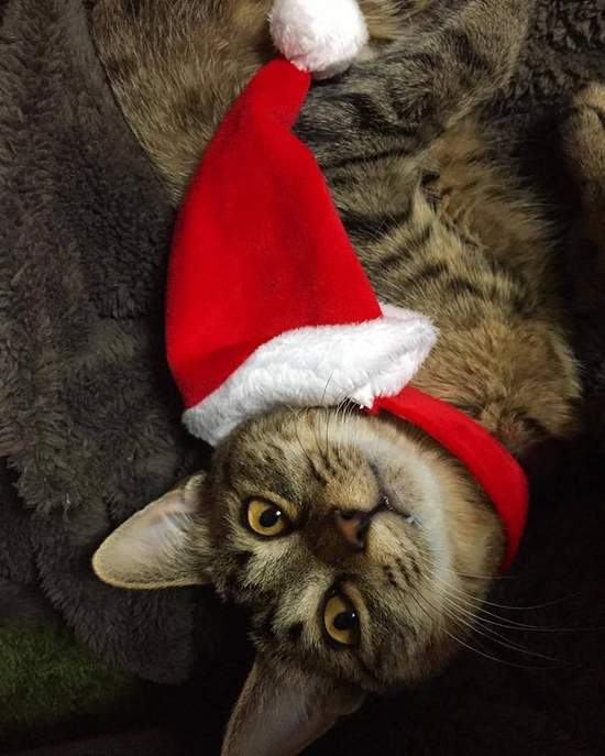 臉超臭《聖誕貓》聖誕節不就是貓奴們自我滿足的變裝季嗎？（白眼） - 圖片9