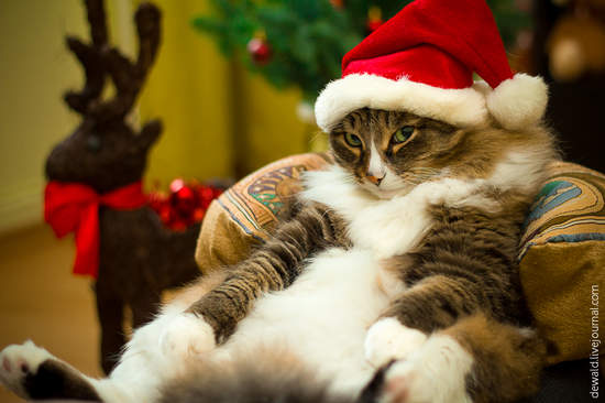 臉超臭《聖誕貓》聖誕節不就是貓奴們自我滿足的變裝季嗎？（白眼） - 圖片1