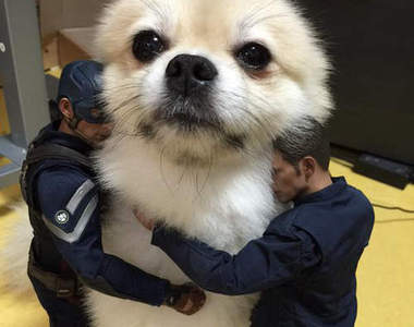 《狗痴才懂的事》飼主常有的行為　你又中了幾項呢？（指）