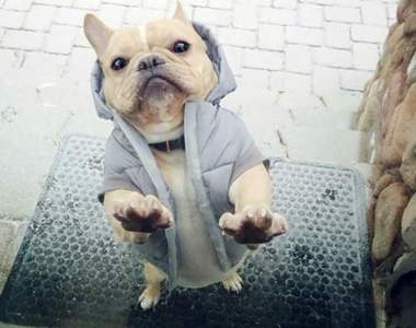 《窗外的動物》讓我進去～拜偷拜偷