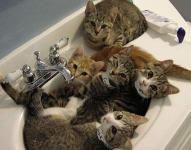 《洗手台的貓》照片集 喜歡狹小空間是貓星人的天性ww