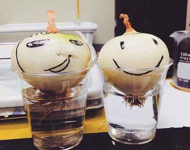 網友間新流行《養洋蔥》養到最後一定有崩壞版出現ww