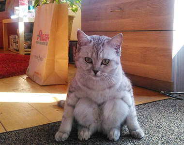 《被PS的坐姿貓》坐姿太特別錯了嗎QAQ