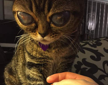 大眼睛《外星貓》終於抓到你們是外星人的證據了