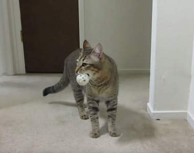 《自動餵貓機》自己的飼料自己倒啦(叼)