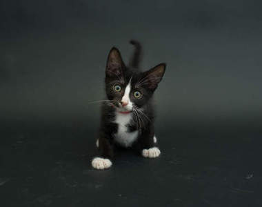 攝影師PS黑貓照片 只為了消除大家對黑貓的偏見...