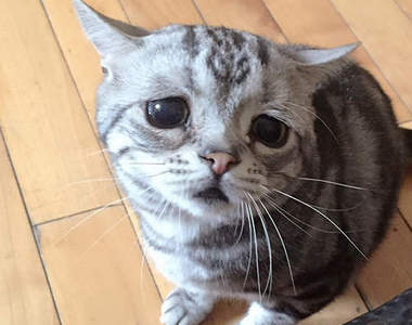 《哀愁貓路虎（Luhu）》可憐模樣只想抱緊處理( *´艸｀)