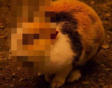 《都市傳傳說》Spook Rabbits 這種兔子誰敢抓啊(逃)