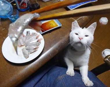 《貓咪v.s.生魚片》各種急切焦慮憤恨的眼神www