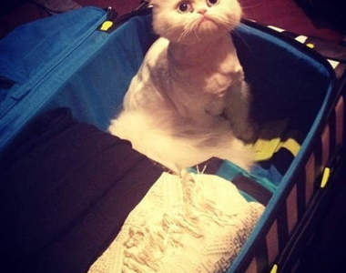 《想一起去旅行的寵物們》你怎麼忍心不帶我去呢？இ௰இ