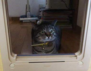 貓奴手做《貓咪的出入門》請自由出入吧主子<(_ _)>